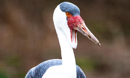wattled crane