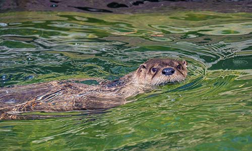 otter