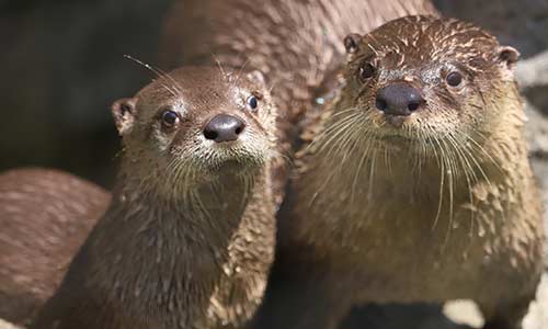 otter