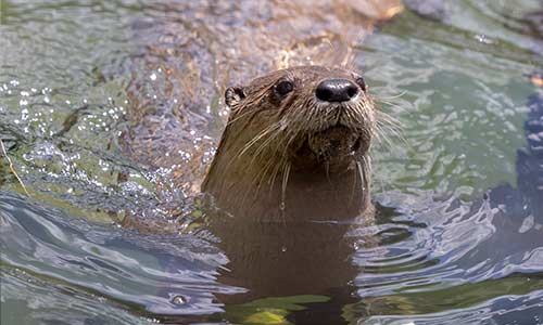 otter